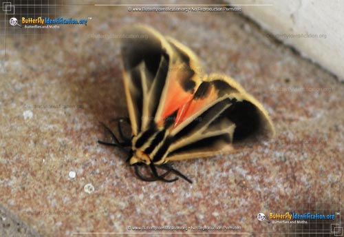 Thumbnail image #2 of the Banded Tiger Moth