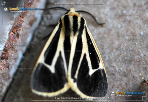 Thumbnail image #3 of the Banded Tiger Moth
