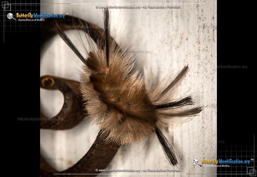 Thumbnail image #3 of the Banded Tussock Moth