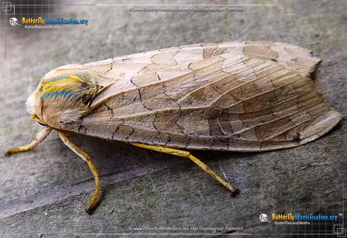Thumbnail image #2 of the Banded Tussock Moth
