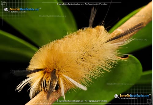 Thumbnail caterpillar image of the Banded Tussock Moth