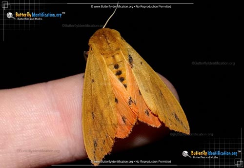 Thumbnail image #2 of the Banded Woollybear Caterpillar Moth