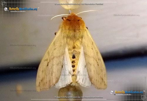 Thumbnail image #3 of the Banded Woollybear Caterpillar Moth