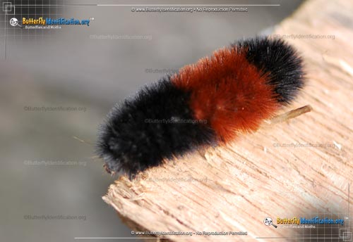 Thumbnail caterpillar image of the Banded Woollybear Caterpillar Moth