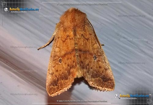 Thumbnail image #1 of the Bicolored Sallow