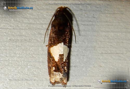 Thumbnail image #1 of the Bidens Borer Moth