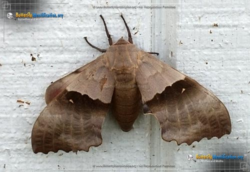 Thumbnail image #4 of the Big Poplar Sphinx Moth