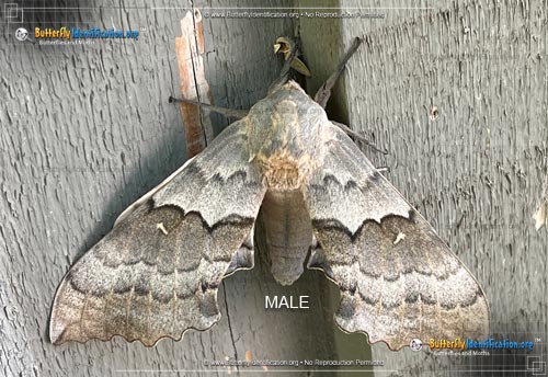 Thumbnail image #2 of the Big Poplar Sphinx Moth