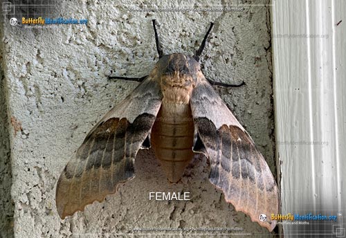 Thumbnail image #1 of the Big Poplar Sphinx Moth