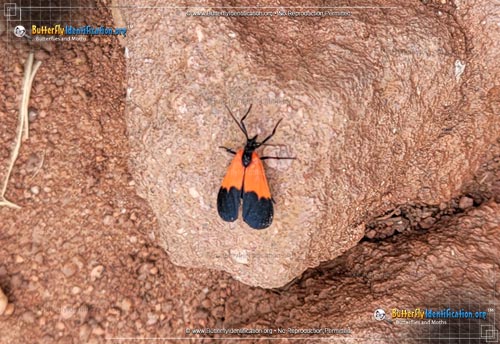 Thumbnail image #1 of the Black-and-yellow Lichen Moth