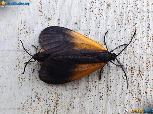 Thumbnail image #3 of the Black-and-yellow Lichen Moth