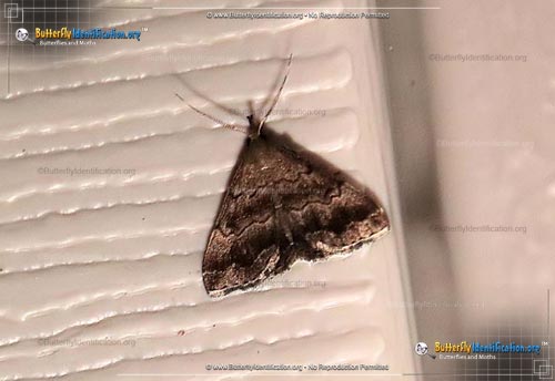 Thumbnail image #1 of the Black-banded Owlet Moth