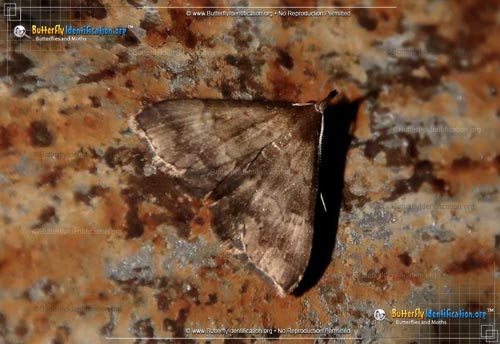 Thumbnail image #2 of the Black-banded Owlet Moth