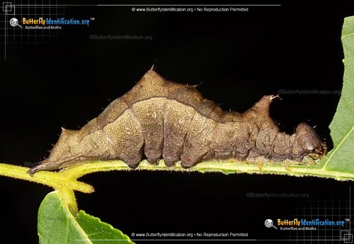Thumbnail caterpillar image of the Black-blotched Prominent Moth