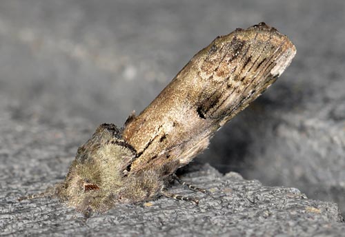 Thumbnail image #1 of the Black-blotched Prominent Moth