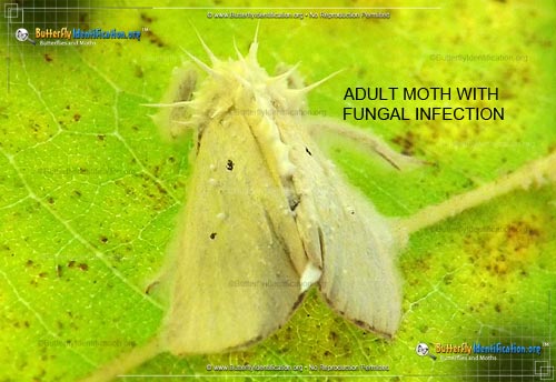 Thumbnail image #2 of the Black-bordered Lemon Moth