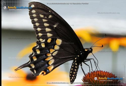 Thumbnail image #2 of the Black Swallowtail Butterfly