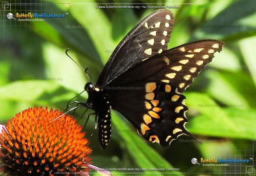 Thumbnail image #4 of the Black Swallowtail Butterfly