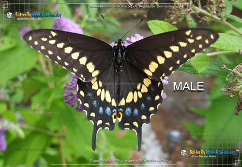 Thumbnail image #1 of the Black Swallowtail Butterfly