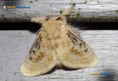 Thumbnail image #1 of the Black-waved Flannel Moth