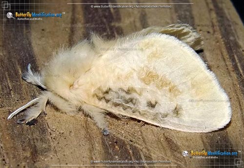 Thumbnail image #2 of the Black-waved Flannel Moth