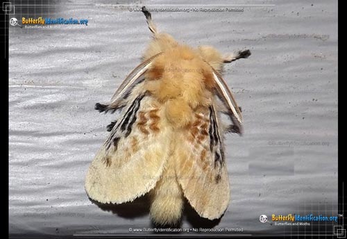Thumbnail image #4 of the Black-waved Flannel Moth