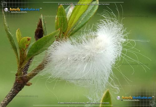 Thumbnail caterpillar image of the Black-waved Flannel Moth