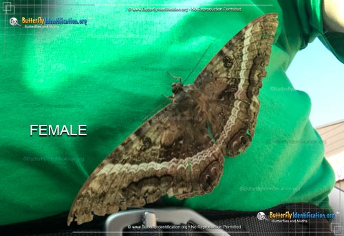 Thumbnail image #2 of the Black Witch Moth