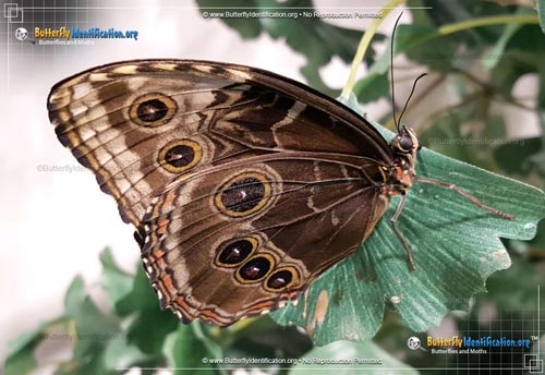 Thumbnail image #2 of the Blue Morpho Butterfly