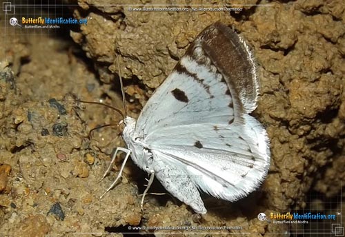 Thumbnail image #1 of the Bluish Spring Moth