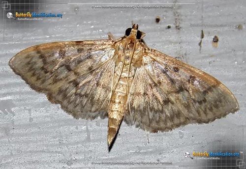 Thumbnail image #1 of the Bold-feathered Grass Moth