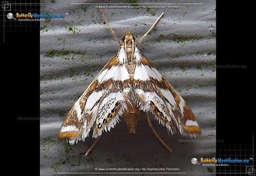 Thumbnail image #1 of the Bold Medicine Moth