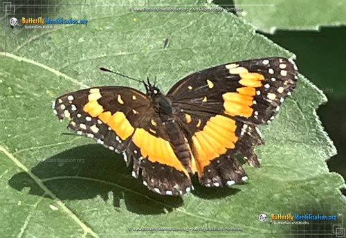 Thumbnail image #2 of the Bordered Patch Butterfly