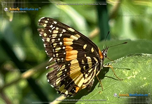 Thumbnail image #4 of the Bordered Patch Butterfly