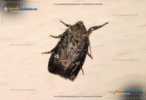 Thumbnail image #2 of the Bristly Cutworm Moth