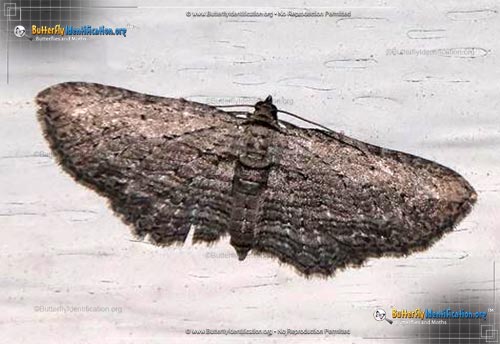 Thumbnail image #1 of the Brown Bark Carpet Moth