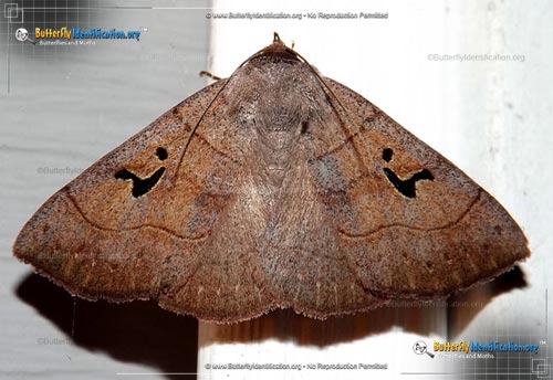 Thumbnail image #1 of the Brown Panopoda Moth