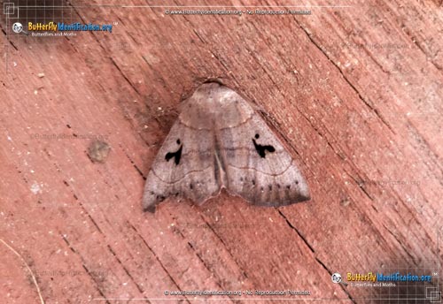 Thumbnail image #2 of the Brown Panopoda Moth