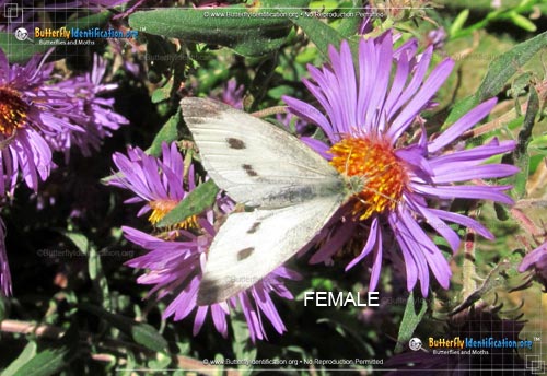 Thumbnail image #4 of the Cabbage White Butterfly