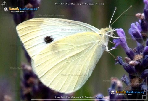 Thumbnail image #5 of the Cabbage White Butterfly