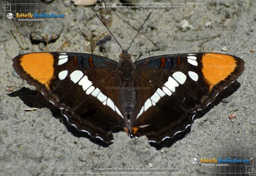 Thumbnail image #1 of the California Sister Butterfly