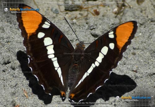Thumbnail image #2 of the California Sister Butterfly