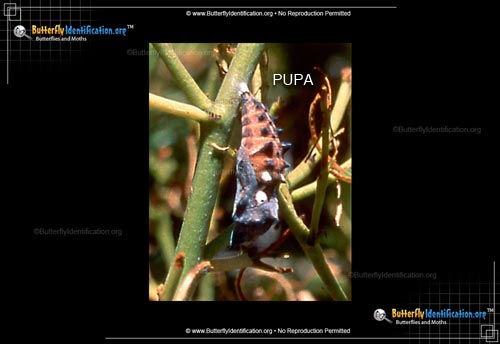 Thumbnail image #2 of the California Tortoiseshell Butterfly