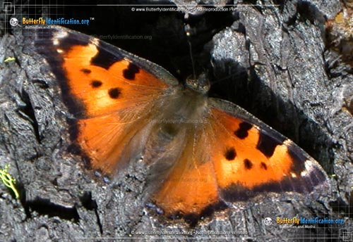 Thumbnail image #1 of the California Tortoiseshell Butterfly