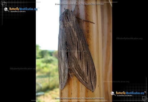 Thumbnail image #1 of the Canadian Sphinx Moth