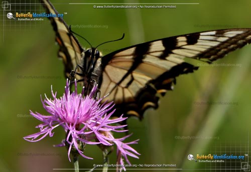 Thumbnail image #2 of the Canadian Tiger Swallowtail Butterfly