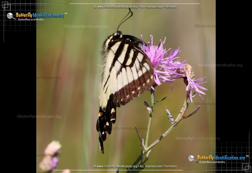 Thumbnail image #3 of the Canadian Tiger Swallowtail Butterfly