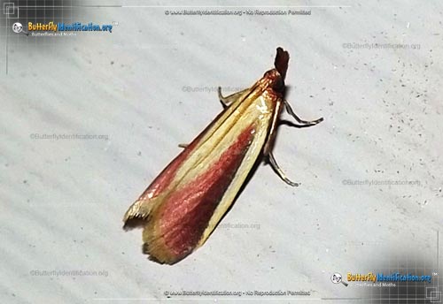 Thumbnail image #1 of the Carmine Snout Moth
