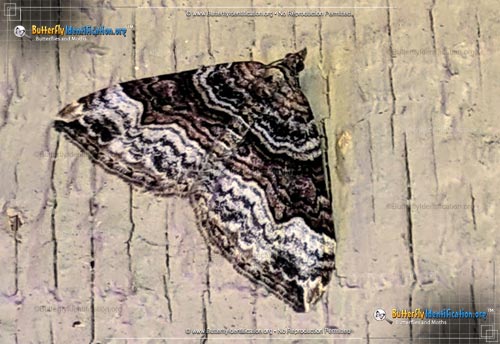 Thumbnail image #1 of the Carpet Moth