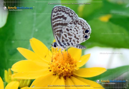Thumbnail image #1 of the Cassius Blue Butterfly